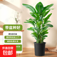 天堂鳥(niǎo)盆栽室內客廳高級感大型綠植辦公室大葉植物高端鶴望蘭新房 【特惠限量款】100-120CM/原生加侖盆