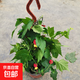 燈籠花盆栽四季開花爬藤植物蔓性風鈴花苗室內(nèi)外庭院攀援花卉綠植 60~80厘米 帶花發(fā)貨+不含盆