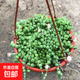肉肉植物佛珠吊蘭盆栽垂吊紫玄月吊蘭特大紫玄月佛珠大顆大盆 佛珠(180滿(mǎn)盆) 帶盆栽好