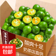 海南小金桔青金桔檸檬莫吉托新鮮水果奶茶店專用調(diào)味品單果5g-10g 青金桔凈重2斤