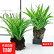 金邊吊蘭盆栽金心青葉四季種植辦公室凈化空氣吸甲醛植物花卉批發(fā) 金邊吊蘭+金心吊蘭(共2盆) 不含盆