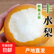 山東萊陽豐水梨 頭茬脆甜梨子當(dāng)季新鮮水果整箱 【性價比首選】凈重4.5斤|單果250g+
