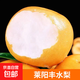 萊陽(yáng)豐水梨 山東脆甜黃梨子當(dāng)季新鮮水果整箱 【性價(jià)比首選】?jī)糁?.5斤|單果250g+