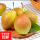 正宗紅香酥梨脆甜多汁生鮮梨子香梨千果悅 帶箱2斤小果120g起