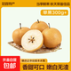 正宗山東豐水梨當(dāng)季水果冰糖雪梨脆甜無渣爽口產(chǎn)地直發(fā)萬澄 （ 單果300g+）4.5斤【劃算】