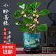 菩提樹盆栽小盼菩提盆景帶果中式禪意桌面擺件室內(nèi)創(chuàng)意好養(yǎng)綠植物 小盼菩提+旭日東升盆+苔蘚+底座
