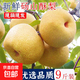 現(xiàn)摘老樹頭茬新鮮脆甜多汁碭山梨安徽碭山特產(chǎn)碭山酥梨新緣新1 精選果帶箱2斤