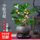 菩提樹盆栽小盼菩提盆景帶果中式禪意桌面擺件室內(nèi)創(chuàng)意好養(yǎng)綠植物 小盼菩提+舍得盆+苔蘚+底座