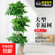 大型綠植物花卉盆栽辦公室內(nèi)天堂鳥金錢發(fā)財(cái)樹綠蘿龜背竹喬遷送禮 三層幸福樹1.5-1.7m[菱形樹脂盆]
