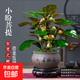 菩提樹(shù)盆栽小盼菩提盆景帶果中式禪意桌面擺件室內(nèi)創(chuàng)意好養(yǎng)綠植物 小盼菩提+海納百川盆+苔蘚+底座