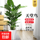 大型綠植物花卉盆栽辦公室內(nèi)天堂鳥金錢發(fā)財(cái)樹綠蘿龜背竹喬遷送禮 精品天堂鳥1.2-1.3m[鉆石樹脂盆]