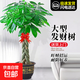 大型綠植物花卉盆栽辦公室內(nèi)天堂鳥金錢發(fā)財樹綠蘿龜背竹喬遷送禮 五福辮子發(fā)財樹1.4-1.6m[福字盆]