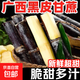 廣西特產(chǎn)黑皮甘蔗當季甜桿果蔗水果脆清甜多汁爽口可榨汁產(chǎn)地直發(fā) 黑皮甘蔗5斤【劃算】