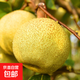 【2025新梨】正宗碭山老梨樹(shù)酥梨新鮮采摘酥脆多汁薄皮沐馳1 酥梨帶箱5斤