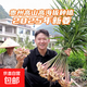 貴州高山小黃姜嫩姜鮮姜醋泡姜紅芽姜當(dāng)季蔬菜先挖非云南黃姜批發(fā) 凈重5斤 2500g