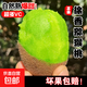 正宗陜西徐香獼猴桃新鮮應(yīng)季水果產(chǎn)地奇異果包郵孕婦水果 6枚 單果60-80克