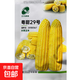 甜糯玉米種子高產(chǎn)白糯玉米抗病黃糯玉米種水果玉米花青素黑糯玉米 合豐粵糯29號水果玉米種子【原裝20克】