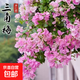 三角梅盆栽大苗帶花室內(nèi)外爬藤綠植物好養(yǎng)耐寒梅花卉四季開(kāi)花 三角梅漳紅櫻大苗45-50cm左右