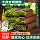 【網(wǎng)紅爆品】迪拜風(fēng)味巧克力堅果開(kāi)心果榛子醬多種口味濃郁醇厚 迪拜開(kāi)心果風(fēng)味巧克力1盒（40g）