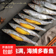 母體多春魚(yú)滿(mǎn)籽率95%大號多春魚(yú)500g生鮮香煎油炸燒烤商用 多春魚(yú)(大號)500g*1袋