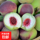山東青州蜜桃新鮮水果蜜桃毛桃當季現摘脆甜特產(chǎn)-昕燚璐 凈重3斤單果均100g+