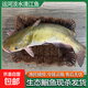 運(yùn)河新鮮鮰魚(yú)清水江清魚(yú)漁民捕撈淡水魚(yú)現(xiàn)殺發(fā)貨叉尾鮰團(tuán)魚(yú)烤魚(yú) 鮰魚(yú)750g*1條