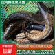 運河生態(tài)黑魚(yú)野生烏魚(yú)漁民捕撈新鮮現殺發(fā)貨發(fā)財魚(yú)燉湯術(shù)后滋補 黑魚(yú)1斤 現殺后損耗約15%-20%