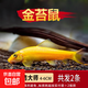 金苔鼠觀賞魚清道夫小型熱帶斑馬魚除藻工具淡水清潔糞便孔雀魚 【清潔神器】4-6cm 金苔鼠2條
