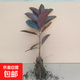 橡皮樹(shù)黑金剛盆栽植物室內客廳綠植凈化空氣吸甲醛桌面好養花卉 【橡皮樹(shù)】高50-60厘米1棵+原土發(fā)貨+送肥料