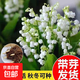 陽(yáng)臺鈴蘭花苗種球帶芽濃香花卉種根四季盆栽室內外種子開(kāi)花綠植根 【特惠款】精選鈴蘭帶芽10棵+肥 1-2CM