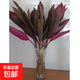 富貴竹大葉竹轉(zhuǎn)運(yùn)竹觀音竹龍竹紫云竹水培四季好養(yǎng)招財(cái)富貴竹綠植 60cm長(zhǎng)【紅葉富貴竹10根】