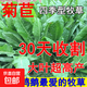 將軍大葉菊苣草種籽養殖四季牧草種子羊牛兔雞鴨鵝豬菜種孑子再生 將軍菊苣凈籽半斤【超高產(chǎn)】