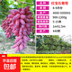 巨峰葡萄樹(shù)苖陽(yáng)光玫瑰葡萄樹(shù)苗無(wú)籽南方北方種植盆栽庭院爬藤果樹(shù) 優(yōu)質(zhì)脫毒【紅寶石1年苗】 30cm(含)-40cm(不含)