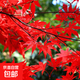 紅楓樹苗紅楓苗四季紅楓美國(guó)紅楓中國(guó)紅葉楓樹苗大苗 四季紅紅楓0.8-1米高 共3棵 其他