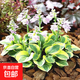 大花萱草鳶尾金娃娃苗庭院綠化花卉地被馬蘭忘憂(yōu)草四季多年生開(kāi)花 花葉玉簪  花苗 10棵（試種）