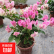 三角梅盆栽發(fā)貨大苗老樁陽(yáng)臺庭院綠植耐熱好養植物 【紅櫻】-帶花原土原盆發(fā)貨