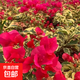 三角梅盆栽小苗庭院好養活花卉四季開(kāi)花爬藤植物 金邊花葉紅小苗一顆