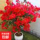 綠纓三角梅盆栽帶花樹(shù)苗四季花卉老樁開(kāi)花植物苗重瓣爬藤三角梅花 中國紅6年苗【40-50cm高】【原盆原土發(fā)貨】 帶盆栽好