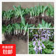 玉簪花苗青葉玉簪花苗花葉玉簪花小苗植物盆栽金邊玉簪球根玉簪花 青葉玉簪【苗10棵】