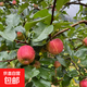 嘎啦蘋(píng)果新鮮水果當季脆甜冰糖丑青小蘋(píng)果陜西小紅富士 大家庭裝（果勁60+）8斤 應季嘎啦蘋(píng)果