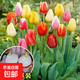【送貨上門(mén)】水培郁金香大種球花卉盆栽綠植物室內好養活風(fēng)信子 混合10球郁金香+營(yíng)養液 12+