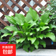 大花萱草鳶尾金娃娃苗庭院綠化花卉地被馬蘭忘憂(yōu)草四季多年生開(kāi)花 青葉玉簪  花苗 10棵（試種）