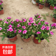 長(cháng)春花盆栽花苗四季梅金達萊四季開(kāi)花多年生陽(yáng)臺庭院天天開(kāi) 三棵【帶花帶花苞】 帶盆栽好