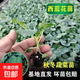 西蘭花菜苗花菜苗西藍花苗花椰菜甘藍苗陽(yáng)臺秋季耐寒蔬菜苗 西藍花苗 10棵