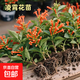 耐寒凌霄花苗爬藤植物四季開(kāi)花卉大苗綠植盆栽庭院陽(yáng)臺炮仗花紫藤 橙色凌霄花苗15-20厘米1棵（不含盆）