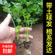 芹菜秧苗茴香茼蒿苦苣兒菜秧苗烏塌菜油麥菜生菜萵筍秋冬耐寒蔬菜 芹菜苗 20棵