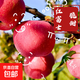 山東脆甜紅富士蘋(píng)果 85mm起  帶箱9斤凈重8.5斤