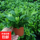 小盆梔子花盆栽四季開花不帶花苞室內(nèi)綠蘿水培花卉綠植物好養(yǎng)易活 簡配款：15-20cm【帶花苞4株】開花飄香50平 濃香型梔子花【帶花苞】10天開花