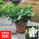 小盆梔子花盆栽四季開花不帶花苞室內(nèi)綠蘿水培花卉綠植物好養(yǎng)易活 高配款：15-20cm【帶花苞6株】開花飄香 濃香型梔子花【帶花苞】10天開花