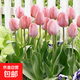 【送貨上門(mén)】水培郁金香大種球花卉盆栽綠植物室內好養活風(fēng)信子 A5大粉色郁金香5球+營(yíng)養液 12+
